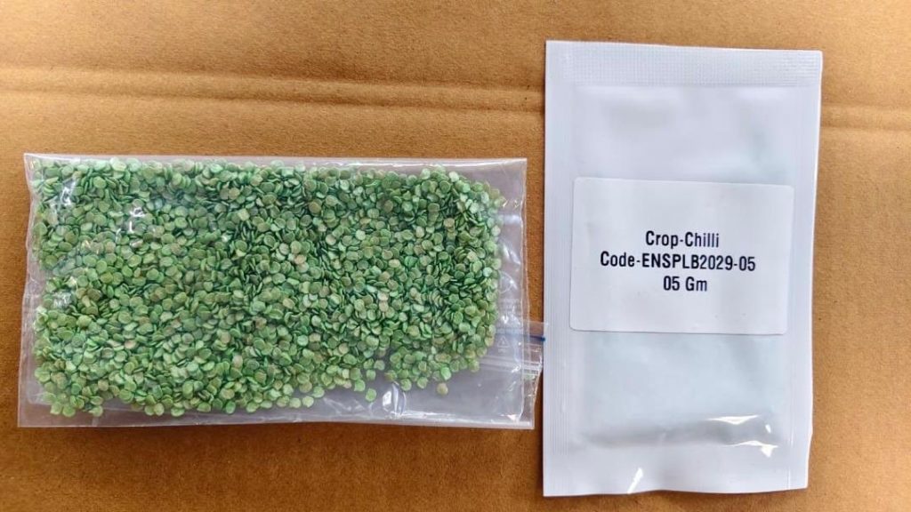Chilli Seeds