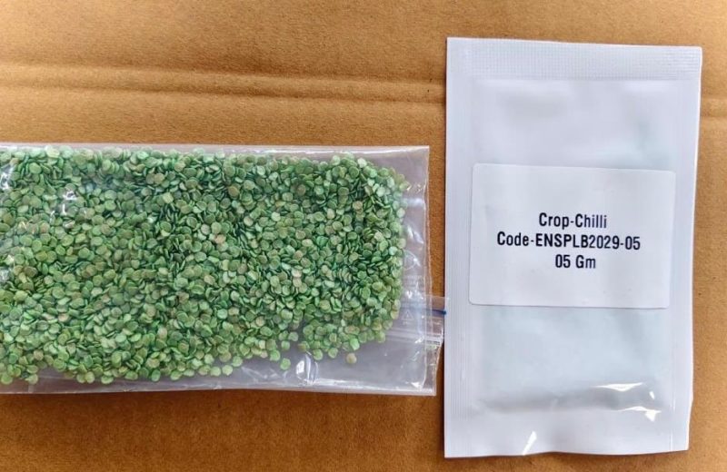 Chilli Seeds