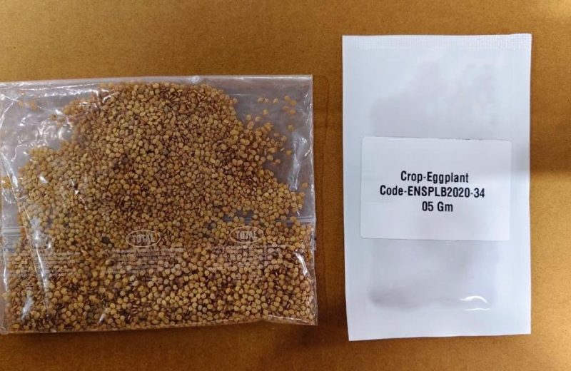 Eggplant Seeds