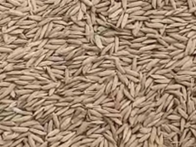 FARO 44 Paddy Rice