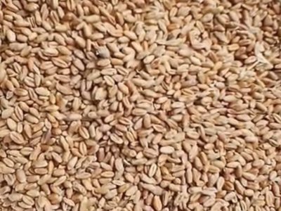 Wheat Supply