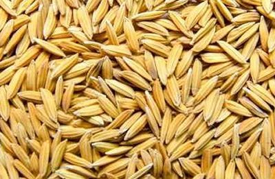 FARO 44 Paddy Rice