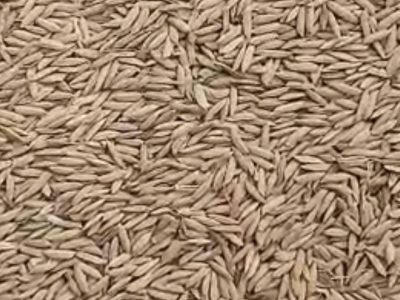 FARO 44 Paddy Rice