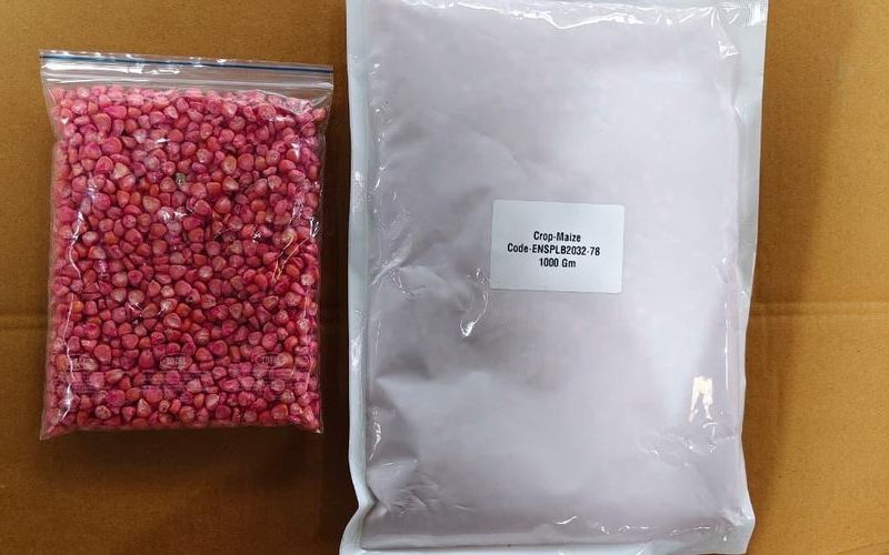 Maize Seeds