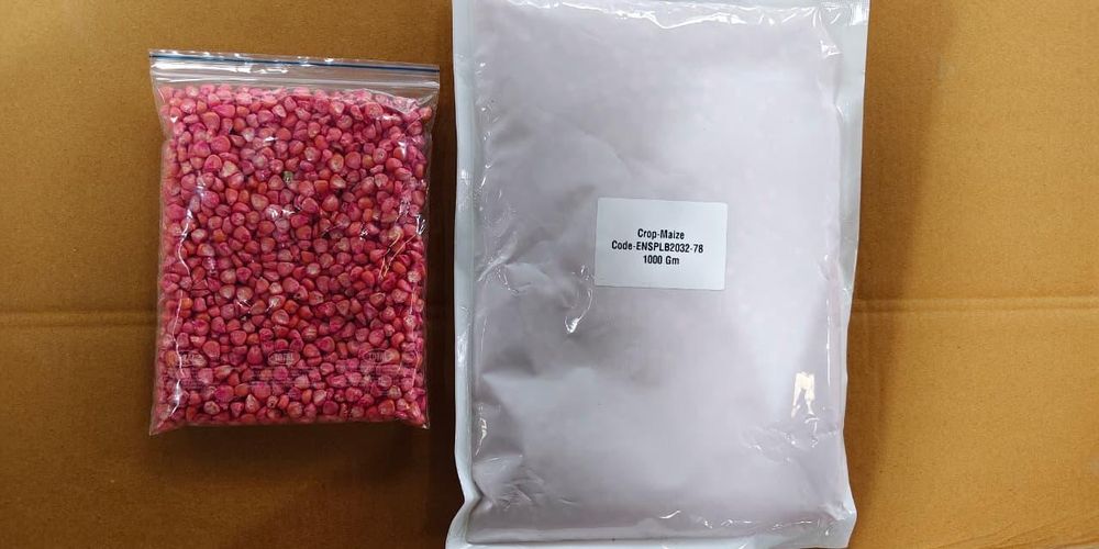 Maize Seeds