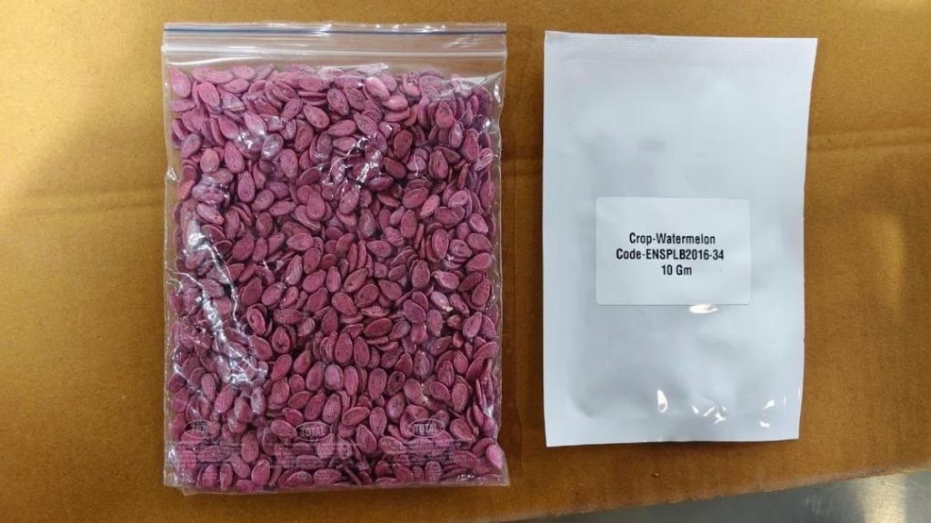 Watermelon Seeds