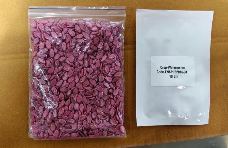 Watermelon Seeds