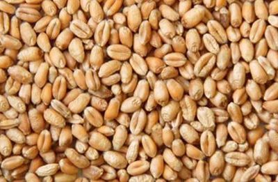 Wheat Supply