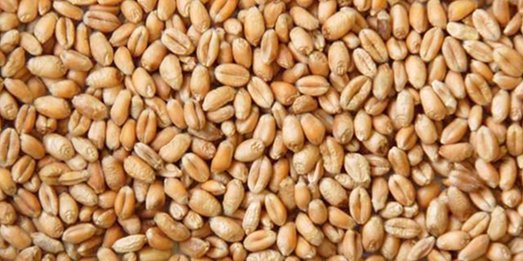 Wheat Supply